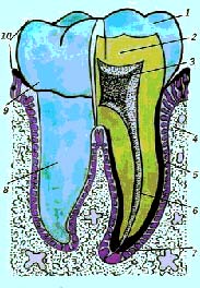 ���. 3. ���������� ���� ��������